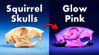 Everything You Didn't Know About Fluorescent Animals