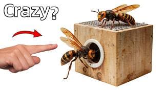 Raising Murder Hornets...(in my bedroom)