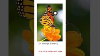 AA4 Orange