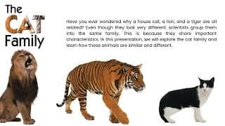 The Cat Family