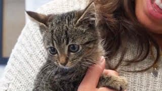 Stray Kitten Found in Christmas Tree Looking For Forever Home