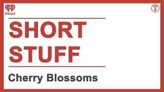 Short Stuff: Cherry Blossoms | STUFF YOU SHOULD KNOW